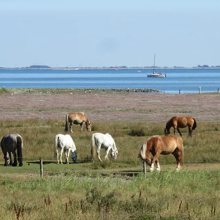 شقة Haus Deichgraf 171 - 1 *